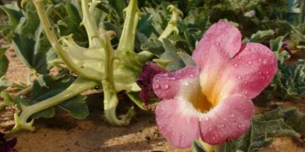 Garra do diabo - anti-inflamatorio, artrose, tendinite, colesterol